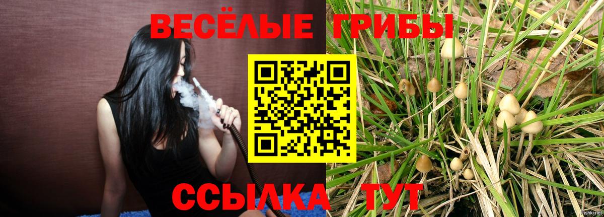 Псилоцибиновые грибы мицелий Томск